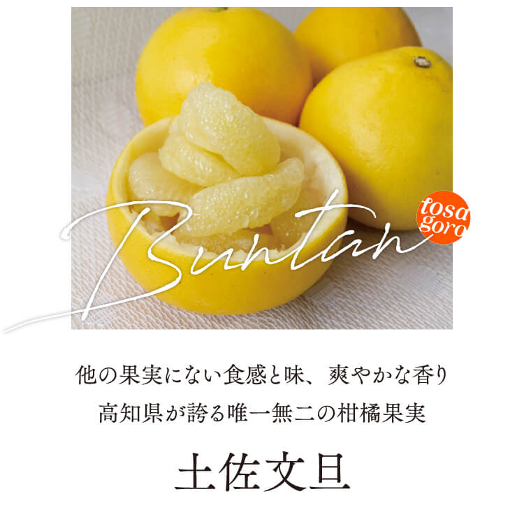土佐文旦