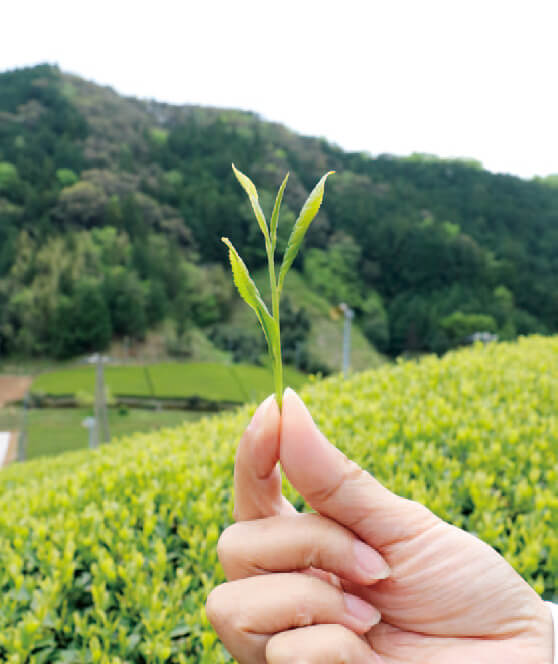 お茶の画像