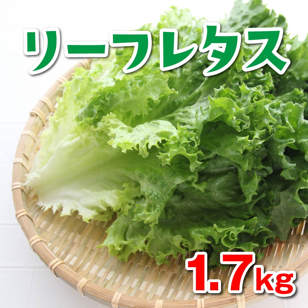 リーフレタス 約1 7kg 10個入 高知野菜 果物のお取り寄せなら通販ショップ とさごろ