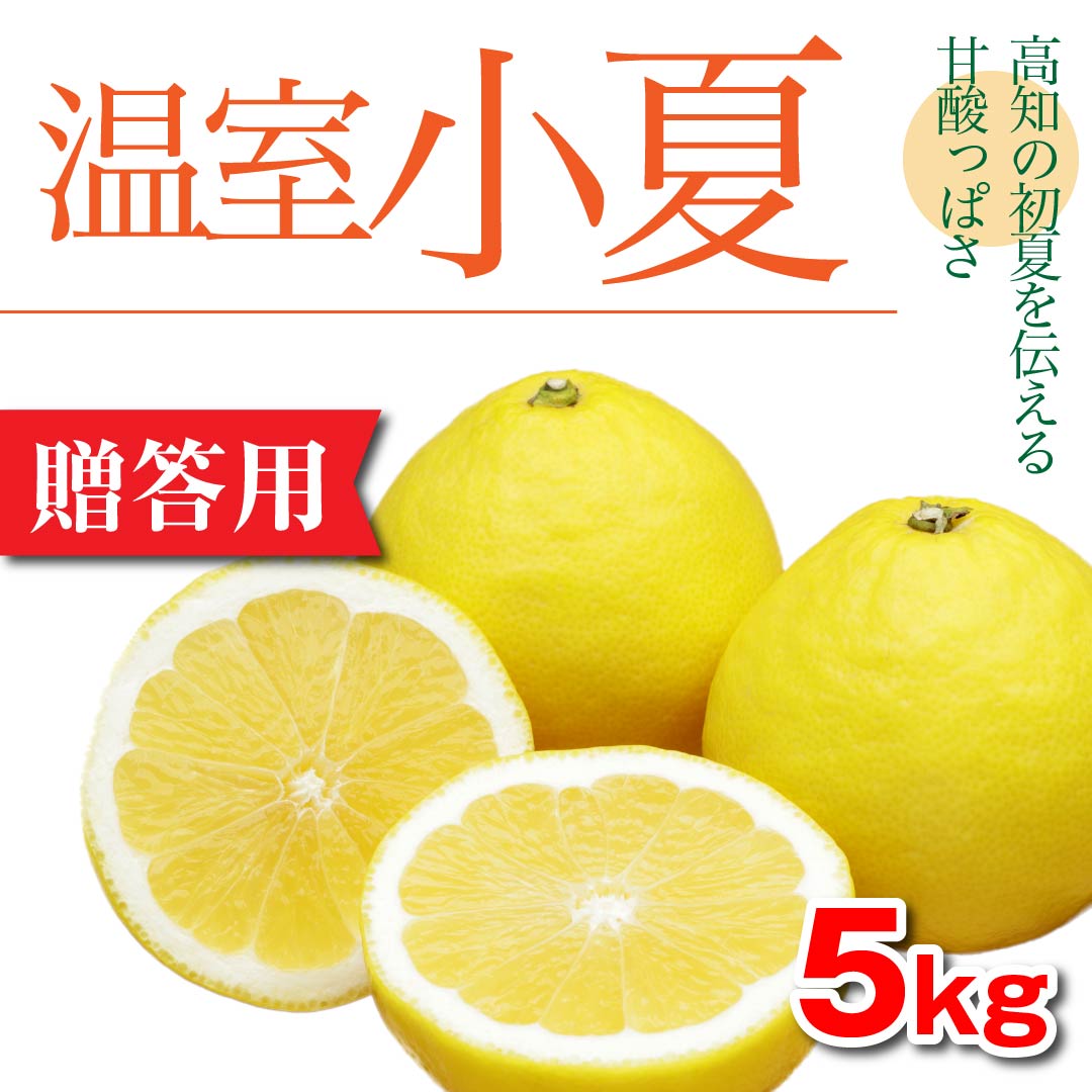 甘酸っぱい初夏の柑橘「温室小夏」【家庭用】（丸M）5kg | 高知野菜・果物のお取り寄せなら通販ショップ「とさごろ」