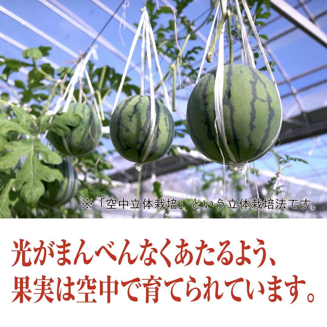 高知県産◆夜須のルナピエナすいか◆夏スイカより甘い❣サクサク果肉 ぎっしり2玉