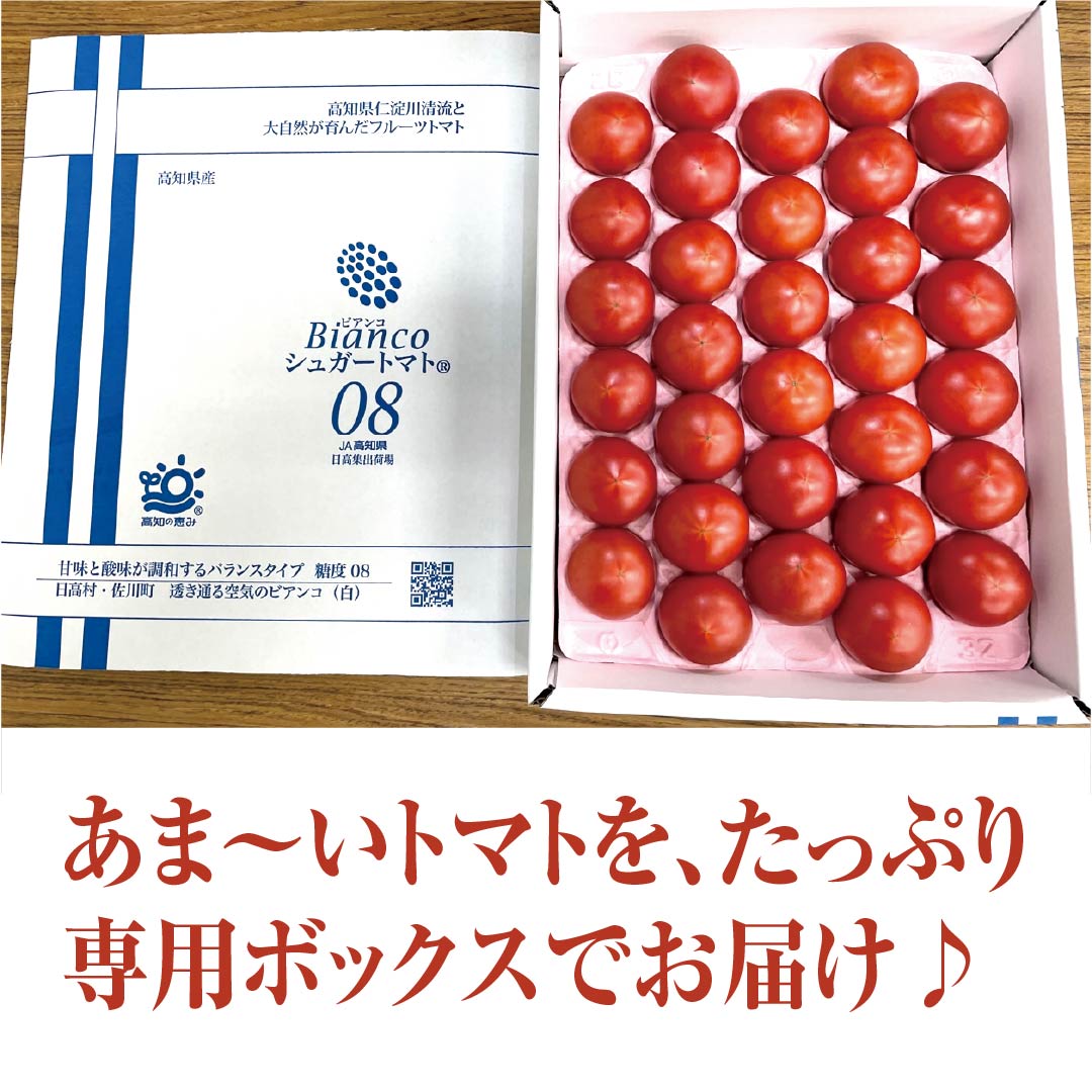 予約商品】フルーツのような甘さ！「シュガートマト・ビアンコ」1.5kg【発送は12月下旬から】　高知野菜・果物のお取り寄せなら通販ショップ「とさごろ」