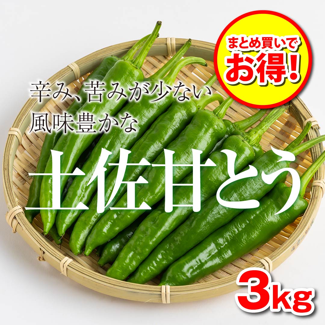 【まとめ買いでお得】土佐甘とう3kgセット　高知野菜・果物のお取り寄せなら通販ショップ「とさごろ」