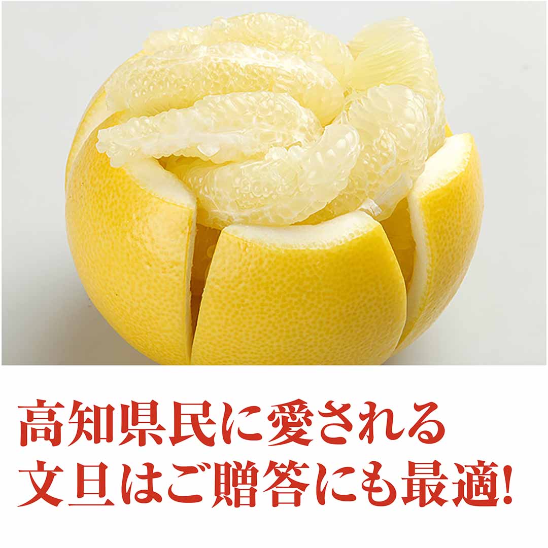 露地土佐文旦」【特選品】5kg（丸秀）　高知野菜・果物のお取り寄せなら通販ショップ「とさごろ」