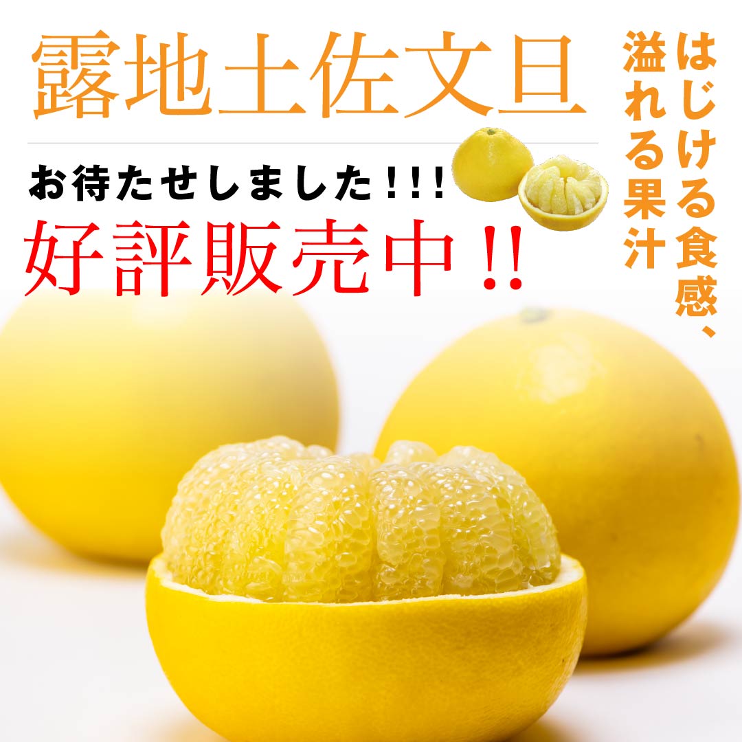 露地土佐文旦