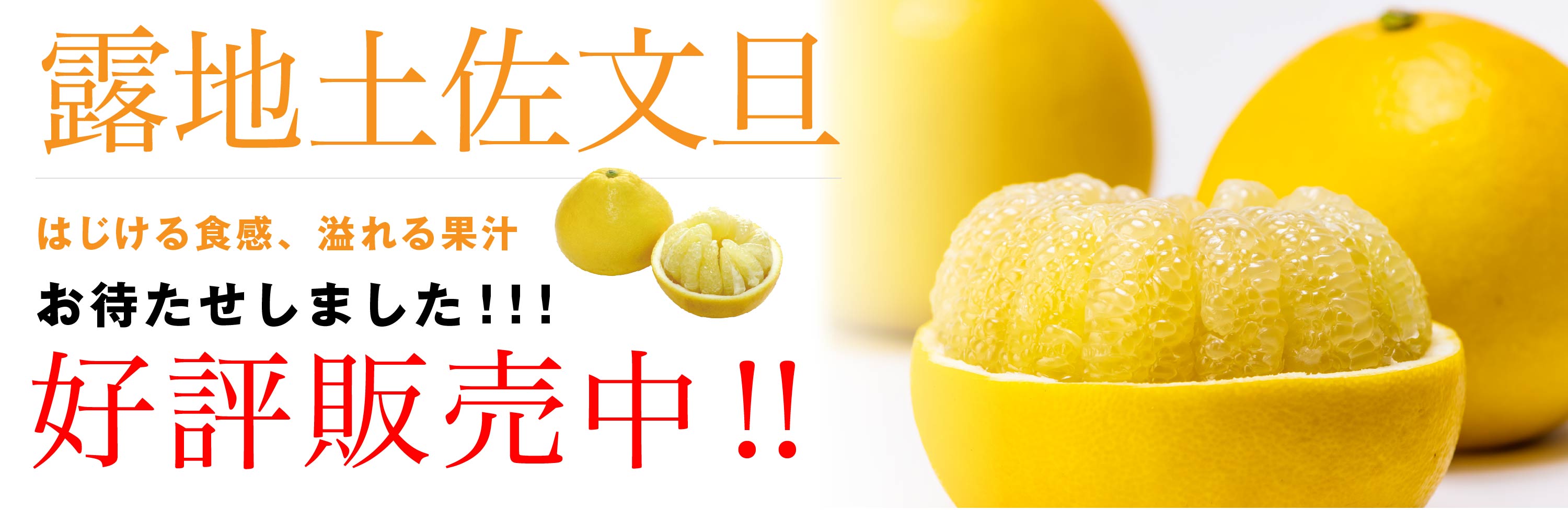 露地土佐文旦