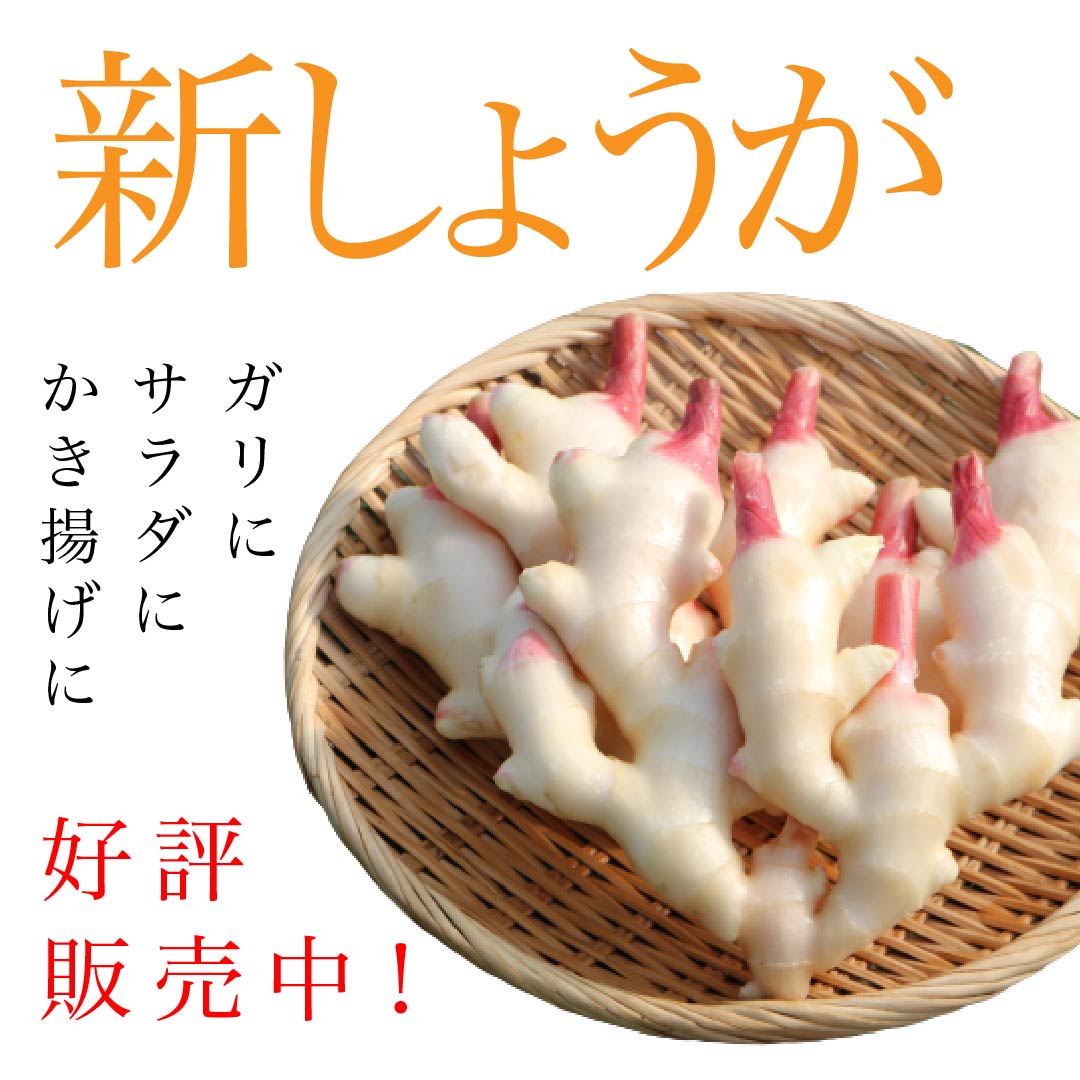 有名ブランド 水ナス用薬味土佐特産生姜付 ６個入 お中元 漬物 水なす