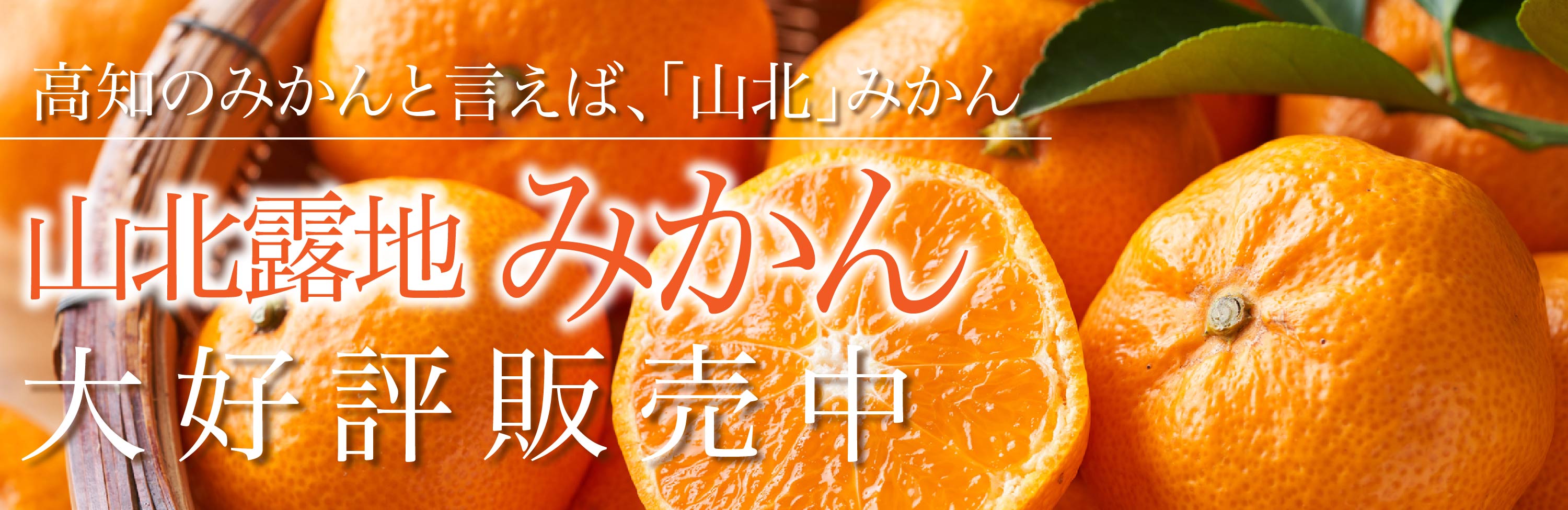 山北露地みかん